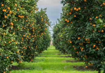 Oppy cultivates growing citrus volume from Australia