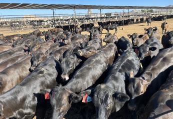 Beef on Dairy Brings New Value to the Marketplace 