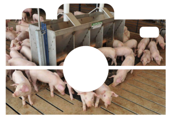 Unleash Your Inner Biosecurity Photographer: Enter the "I Protect Pigs" Photo Contest