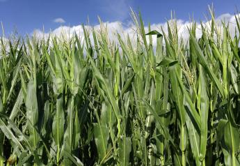 Is Your Corn Crop Worth More as Silage or Grain?
