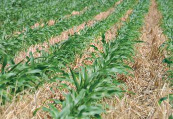 Cash Isn’t Always King in Cover Crops