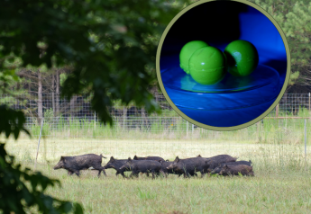 Innovative Feral Hog Control Bait Developed by LSU Scientists