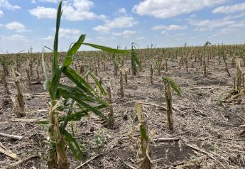 Drought No More, Farmers Watch Western Kansas Corn Fields Get Hammered by Hail