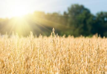 Oat Shortages May Dictate Starter Grain Alternatives