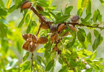 Despite challenges, almond crop anticipated to weigh in above 2022