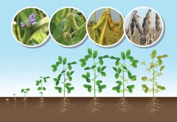 Want to Take More Beans to the Bin at Harvest? Pay Attention to Soybean Growth Stages