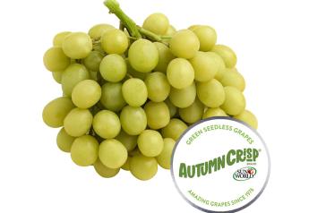 Global marketing campaign kicks off for Autumncrisp table grapes 