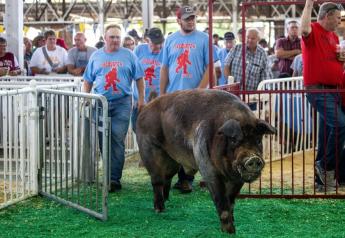 "Sasquatch" Walks Away with Iowa State Fair Big Boar Title