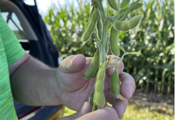  Corn and Soybeans Look 'Darn Good' In Ohio, Similar to 2021