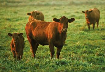 Genetic Testing is Just a Tool. Use it to Build a Better Herd. 