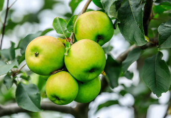 Salix Fruits expects promising season for Turkish apples
