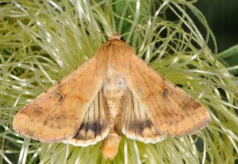 Male Moth ‘Aphrodisiac’ Revealed 