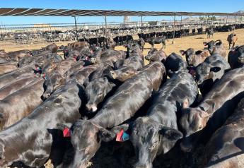 Rapidly Growing Beef-on-Dairy Segment Holds Promise for All Stakeholders