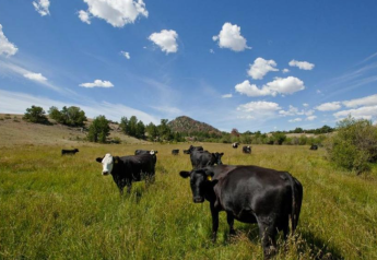 Veterinarians are asked: What is The Best Way to Treat Cattle in the Pasture?