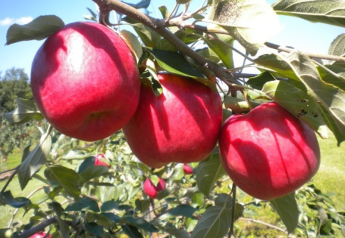 Honeybear Brands touts the arrival of First Kiss apple