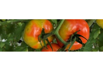 USDA extends comment period on tomato and pepper virus control options