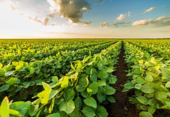 Final Trait Approvals for BASF's Axant Flex Herbicide Tolerance Technology