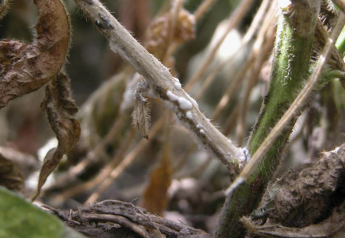 New Soybean Fungicides Target White Mold and Phytophthora Root Rot