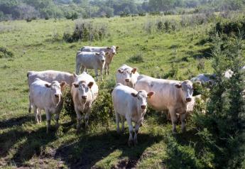 Establish a Complete Herd Health Plan