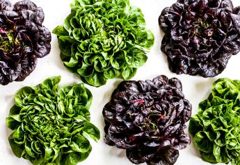 Babé Farms to launch Baby Butter Cakes premium lettuce line this fall 	