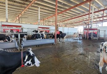 Large Herds Share the Big Benefits of Switching to Robotic Milking