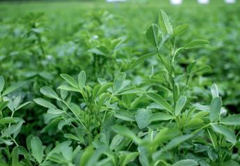 DLF Acquires Corteva Agriscience Alfalfa Breeding Program