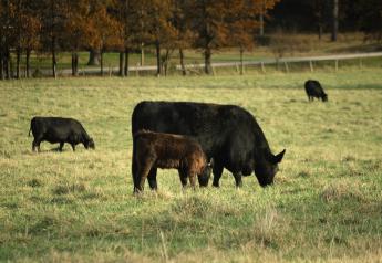 Fall Pasture Investments Pay Off Come Spring