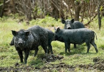 Study Shows Toxicant Effective Tool to Reduce Feral Hog Populations