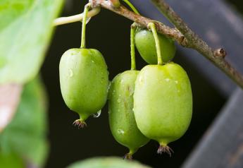 West Coast kiwi berry season to kick off mid-September, growers say