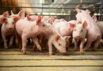 Control SRD and PPE in pigs in less time with lower cost and fewer risks