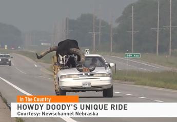 Meet Howdy Doody: The Famous Watusi Bull