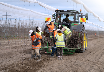 First commercial planting for new Joli apple begins in New Zealand