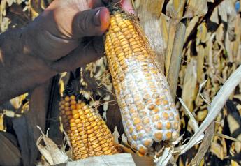 U.S. Harvest Analysis Reveals Variable Mycotoxin Risk, Alltech Reports 