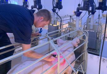 Cameras Forge New Paths in Swine Research 