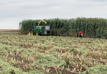 Exploring New Sorghum Cultivars’ Potential as Forage for Upper Midwest
