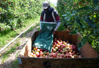 Stars align for stellar Washington apple crop