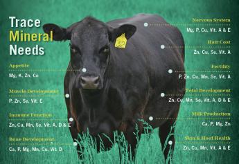 Trace Mineral Needs In The Beef Herd