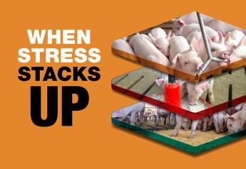 When Stress Stacks Up: 8 Ways to Minimize Weaning Stress in Pigs