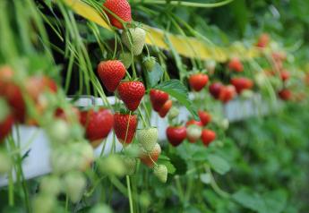 Bayer expands into strawberries