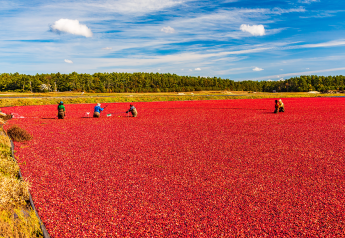 Cranberry crop estimates down slightly for 2023