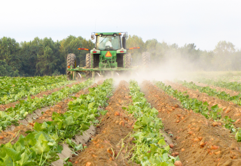 Sweetpotato supplies tighten in North Carolina