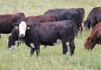 Consider Supplementation Strategies to Stretch Limited Pasture Resources