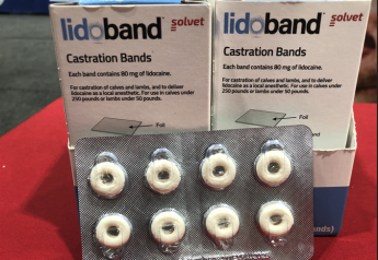 New Lidocaine-Infused Band Reduces Castration Pain, Discomfort