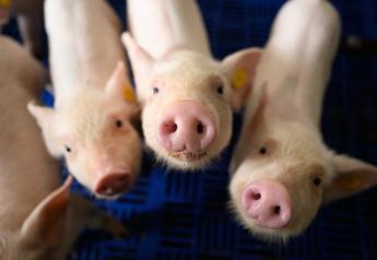 Cash Feeder Pig Prices Average $43.66, Up $0.89 Last Week