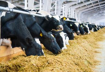 Is There a Better Option Than Blood Meal? The Case for Blended Proteins in Dairy Rations	