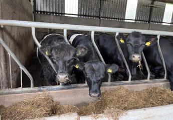 Answers Still Sought for Liver Abscesses in Beef-on-Dairy Cross Cattle