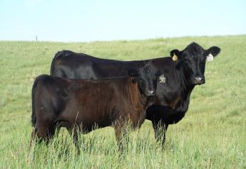 Reducing Mature Weight and Increasing Cow Productivity 