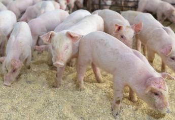 K-State Researchers Seek Ways to Improve Pig Gut Health, Decrease Mortality 