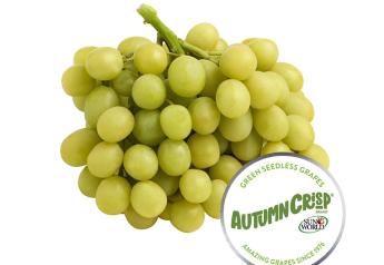 Sun World to sample Autumncrisp grapes at NYC wine and food event