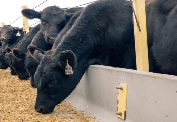 Preconditioning Calves: Is It the Right Choice?